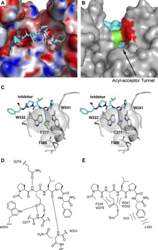 Transglutaminase 2 Undergoes a Large Conformational Change .
